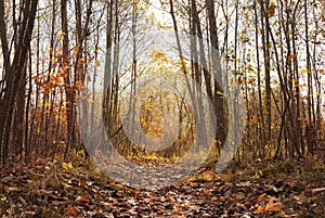 Golden autumn background, path in the forest, forest in leaf fall season, autumn landscape