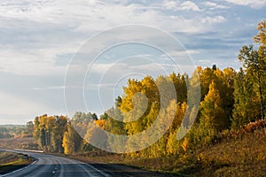 Golden Autumn - beautiful trees with yellow leaves