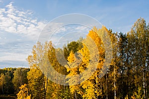 Golden Autumn - beautiful trees with yellow leaves