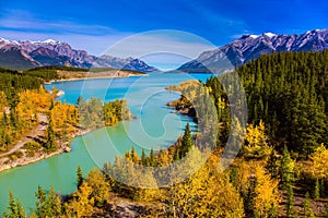 Golden Autumn in the birch and aspen groves on shores of Abraham Lake. Mountain valley in the Rocky Mountains of Canada. Concept