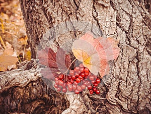 Golden autumn. A bright bunch of berries of viburnum in the woods