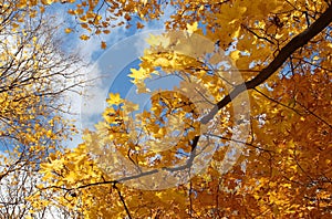 Golden autumn: bright yellow autumn maple foliage on a background of sky