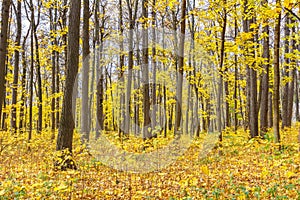 Golden autumn in the city park. Trees in a clearing strewn with yellow leaves in sunlight