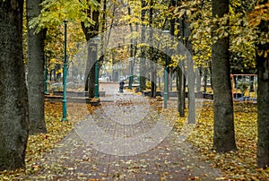 Golden Autumn in the city park. Yellow leaves on the park`s aven