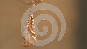 Golden Autumn Colors. One Yellow Leaf On Tree Branch In Autumn. Dead Leaves On A Tree Branch. Close Up.