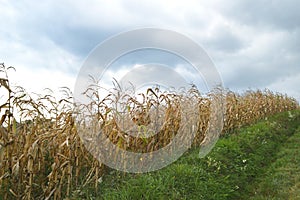 Golden autumn cornfield