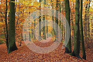 Golden autumn day. Beautiful view of a forest path with autumn trees, LÃ¼neburg Heath. Germany