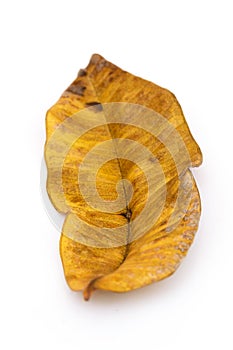 Golden autumn decay leaf