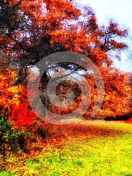 Golden autumn in Englands oldest forest