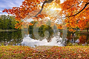 Golden autumn fall in Alexander park, Tsarskoe Selo Pushkin, Saint Petersburg, Russia
