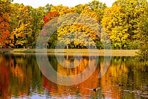 Golden autumn fall in Alexander park, Tsarskoe Selo Pushkin, Saint Petersburg, Russia