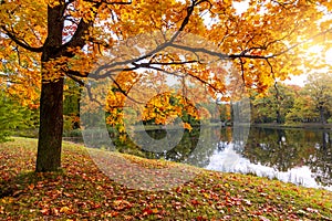 Golden autumn fall in Alexander park, Tsarskoe Selo Pushkin, Saint Petersburg, Russia