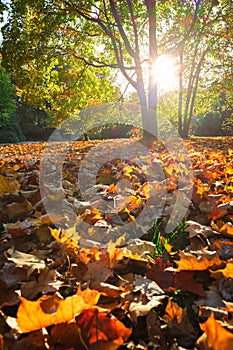 Golden autumn fall October in famous Munich relax place - Englishgarten. Munchen, Bavaria, Germany