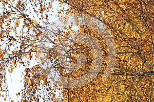 Golden autumn foliage, birch trees with orange and yellow leaves in the sunny forest.