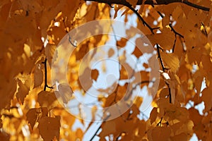 Golden autumn foliage, birch trees with orange and yellow leaves in the sunny forest.