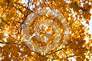 Golden autumn foliage, birch trees with orange and yellow leaves in the sunny forest.