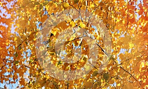 Golden autumn foliage, birch trees with orange and yellow leaves in the sunny forest.