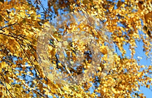 Golden autumn foliage, birch trees with orange and yellow leaves in the sunny forest.