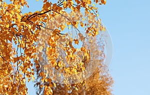 Golden autumn foliage, birch trees with orange and yellow leaves in the sunny forest.