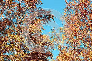 Golden autumn foliage, birch trees with orange and yellow leaves in the sunny forest.