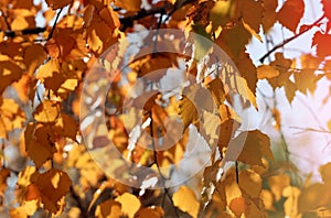 Golden autumn foliage, birch trees with orange and yellow leaves in the sunny forest.