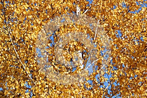 Golden autumn foliage, birch trees with orange and yellow leaves in the sunny forest.