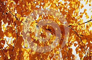 Golden autumn foliage, birch trees with orange and yellow leaves in the sunny forest.