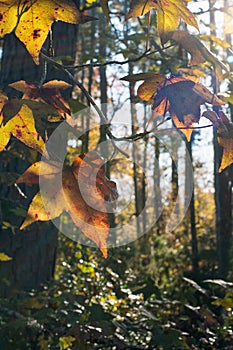 Golden Autumn Foliage in the Forest