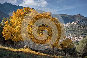 Golden autumn foliage of Montpellier Maple in Corsica photo