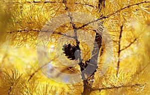 Golden autumn foliage, scenic larch trees with orange and yellow needles and cones in the sunny forest.