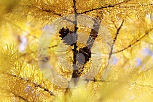 Golden autumn foliage, scenic larch trees with orange and yellow needles and cones in the sunny forest.