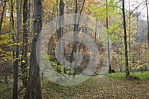 golden autumn in the forest