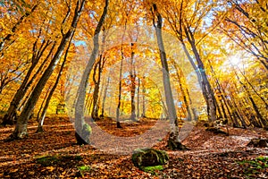 Golden Autumn forest background with sun and vibrant leaves