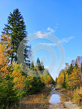 Golden autumn in forest, dirt road and blue sky