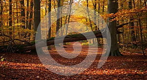 Golden autumn forest path under fallen tree
