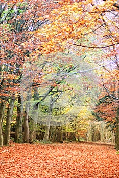 A golden autumn forest scene