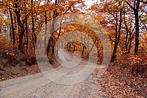 Golden autumn forest, urban village Olga