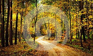 Golden autumn forest with walk path. Scenery colorful forest with yellow trees. Fall. Scenic nature.