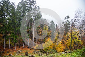 Golden autumn in the forest