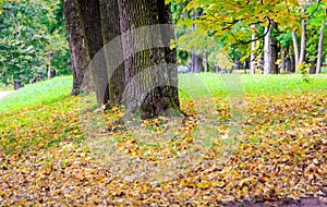 Golden autumn in Gatchina Park