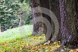 Golden autumn in Gatchina Park