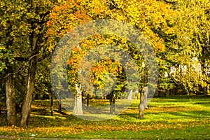 Golden autumn in Gatchina Park