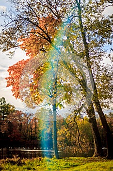 Golden autumn in Gatchina Park