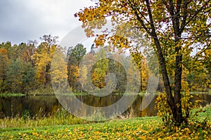 Golden autumn in Gatchina Park