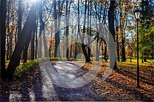 Golden autumn in Gatchina Park