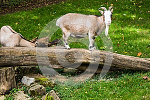 Farm animal goat walking on tree