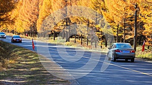 Golden Autumn Highway