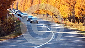 Golden Autumn Highway