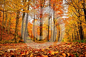 Golden autumn on a hiking trail, a forest with colorful trees by the path