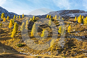 Golden autumn hills with larch trees on Falzarego Pass, Dolomites